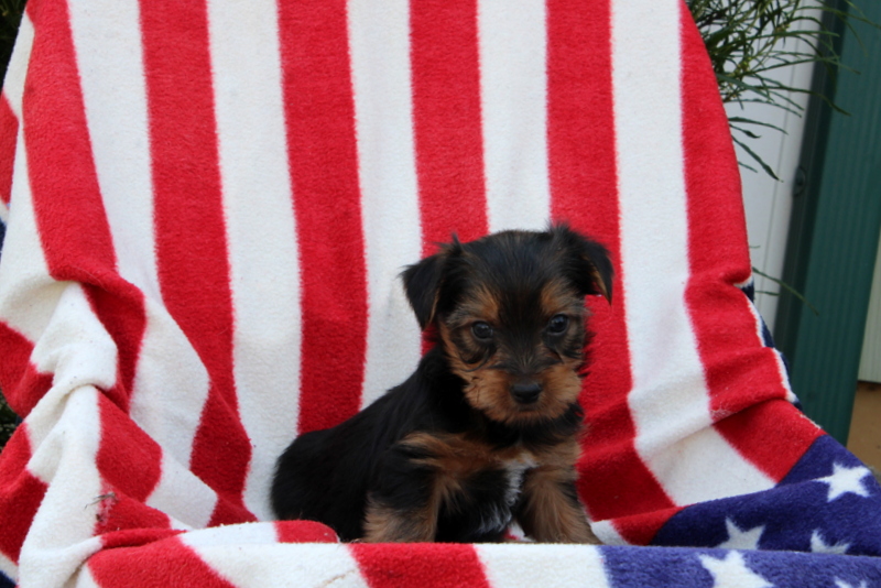 puppy, for, sale, Yorkshire Terrier, Matthew B. Stoltzfus, dog, breeder, Gap, PA, dog-breeder, puppy-for-sale, forsale, nearby, find, puppyfind, locator, puppylocator, aca